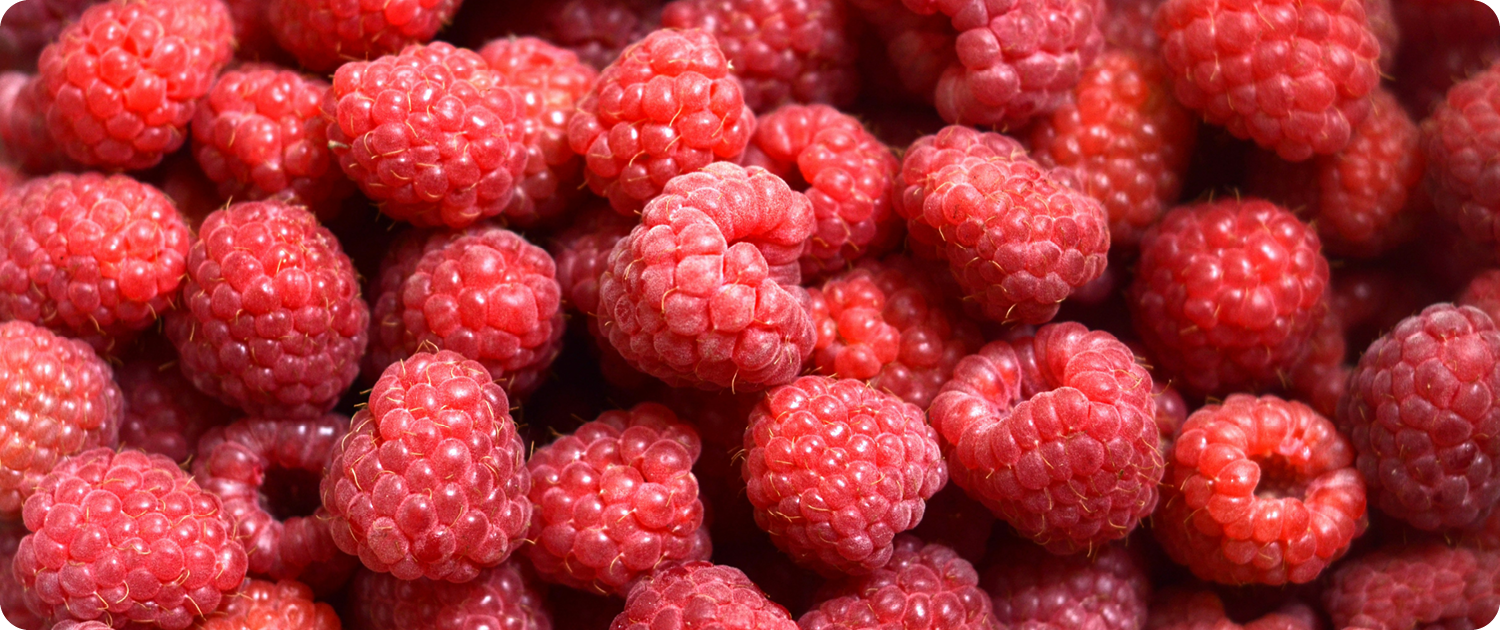Close-up of red raspberries representing WPS Fresh’s premium berry offerings.