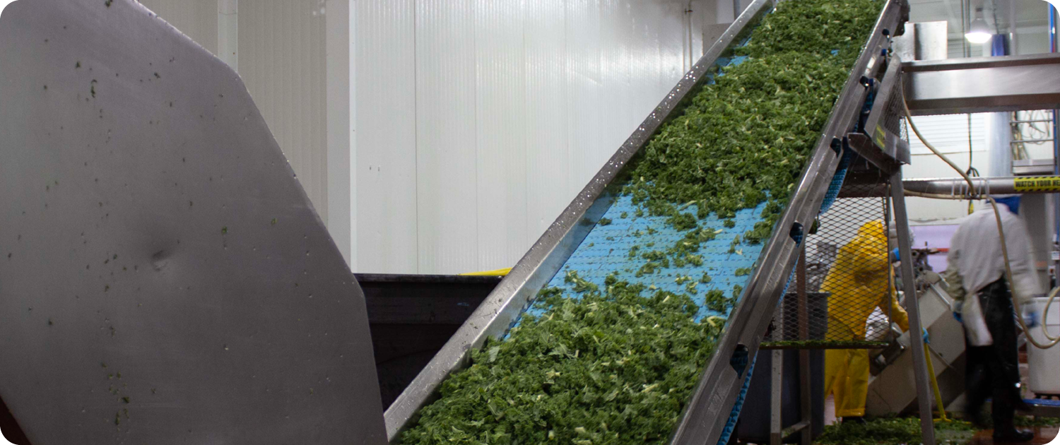 Fresh Cut Co-Packing | WPS Fresh Fresh cut leafy greens on a conveyor line at a WPS Fresh co-packing facility.