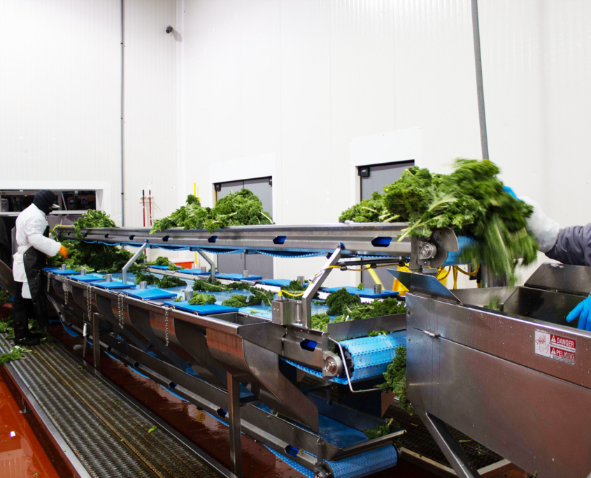 Produce Packaging Line | WPS Fresh Co-Packing Services WPS Fresh team operating produce packaging line for custom co-packing services.