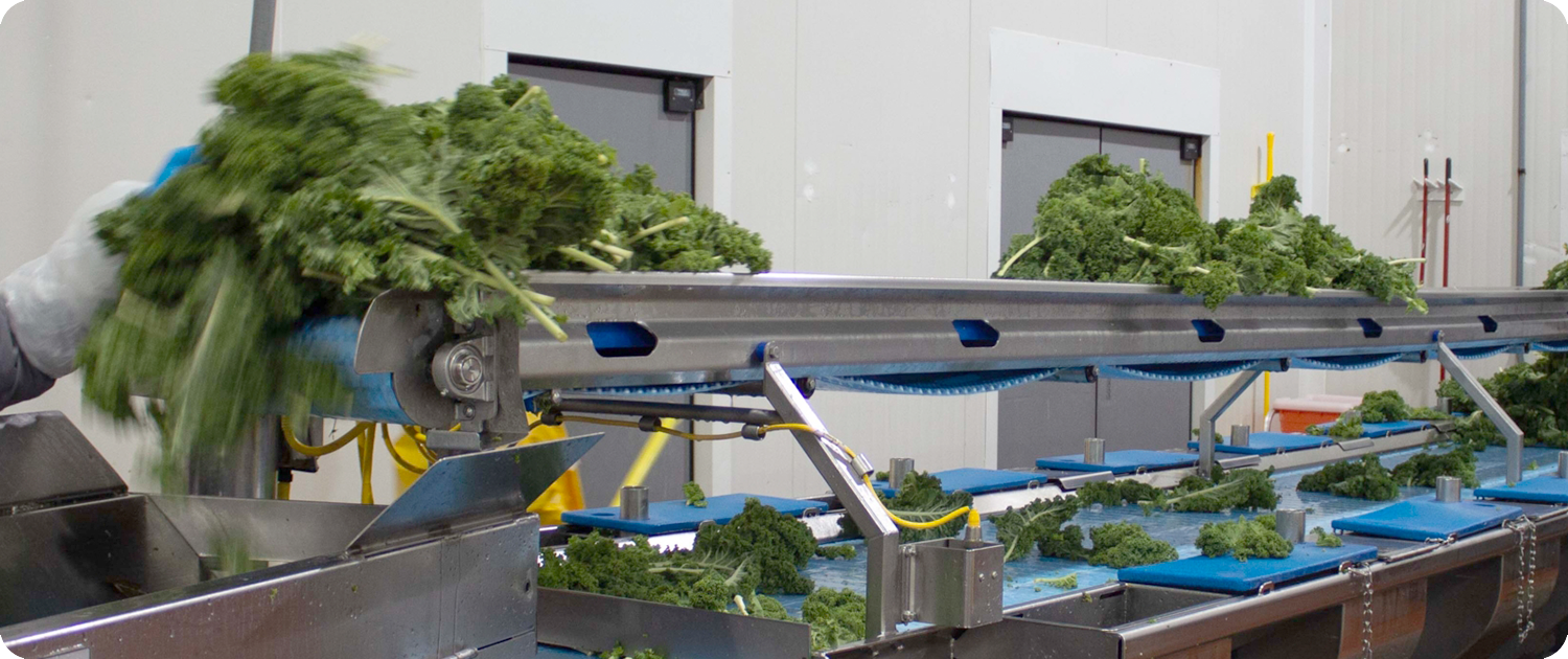Co-Packing Facility | WPS Fresh Fresh greens moving along a conveyor line inside a WPS Fresh co-packing facility.